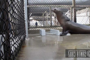 Većina glazbene životinje bila je morski lav